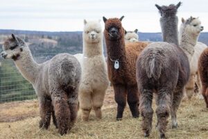 Alpacas-picture