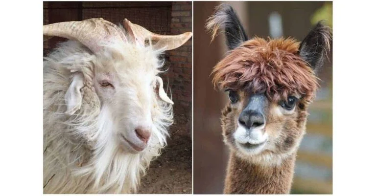 Kashmire-goat-vs-Alpaca-mug-shot-768x401