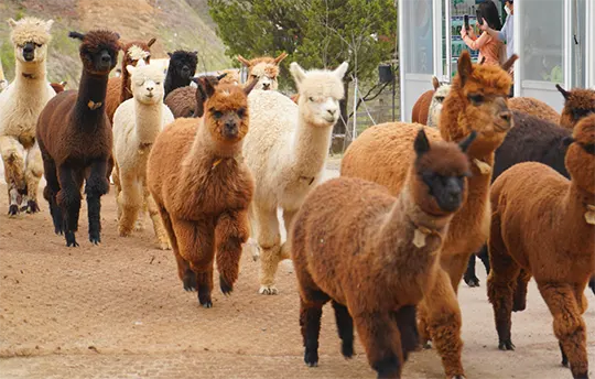 alpaca1